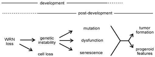 werners syndrome chromosome